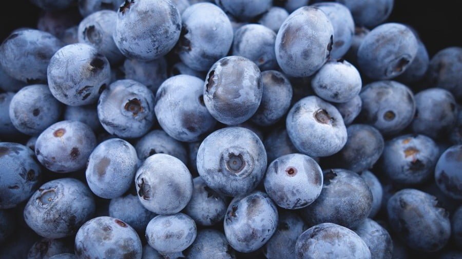 Is Fermented Blueberry the Most Powerful Tonic?
