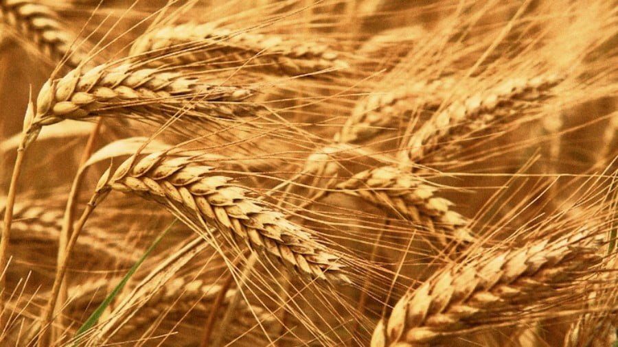 What’s Wrong with Modern Wheat?