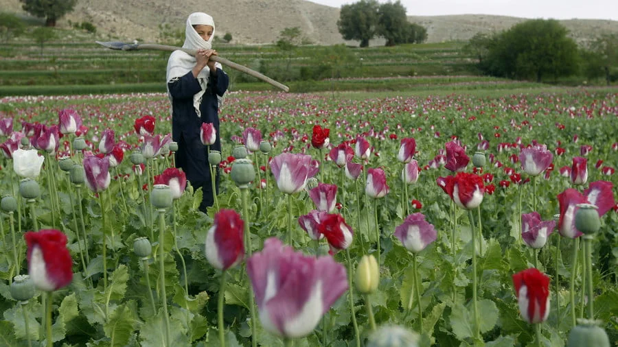 US Money to Support Afghan Irrigation ‘Helped’ Poppy Cultivation