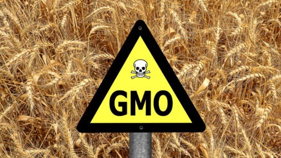 GMO Propaganda and Neoliberalism vs Localisation and Agroecology