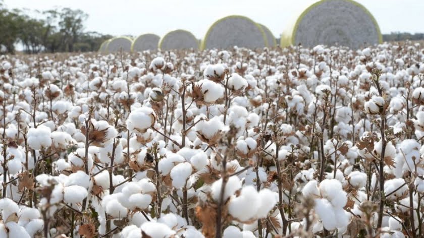 Washington FDA Says, ‘Let Them Eat Cotton’