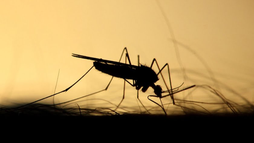 Gene Edited Catastrophe in Brazil. Mosquitos