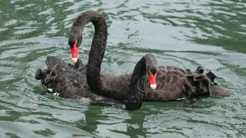 How Black Swans Are Shaping Planet Panic