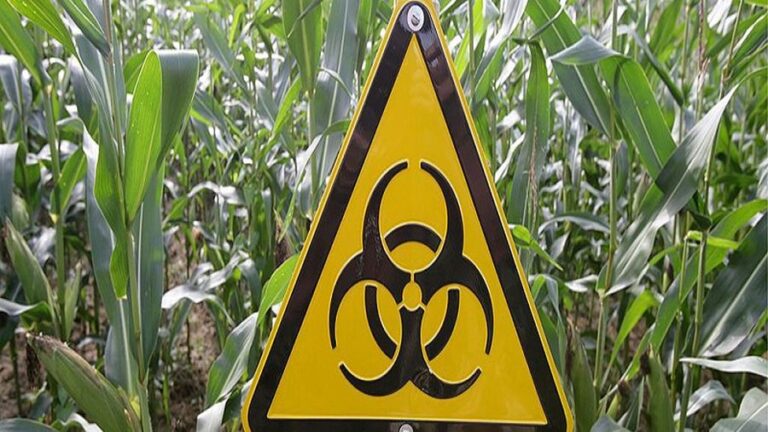 A US Government Agency Accidentally Revealed the Strategic Danger of GMO Crops